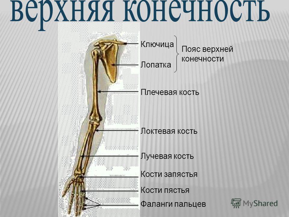 Скелет верхней конечности человека пояс конечностей. Кости пояса верхней конечности. Строение костей свободной верхней конечности человека. Строение скелета пояса верхних конечностей. Кости пояса верхней конечности ключица лопатка.