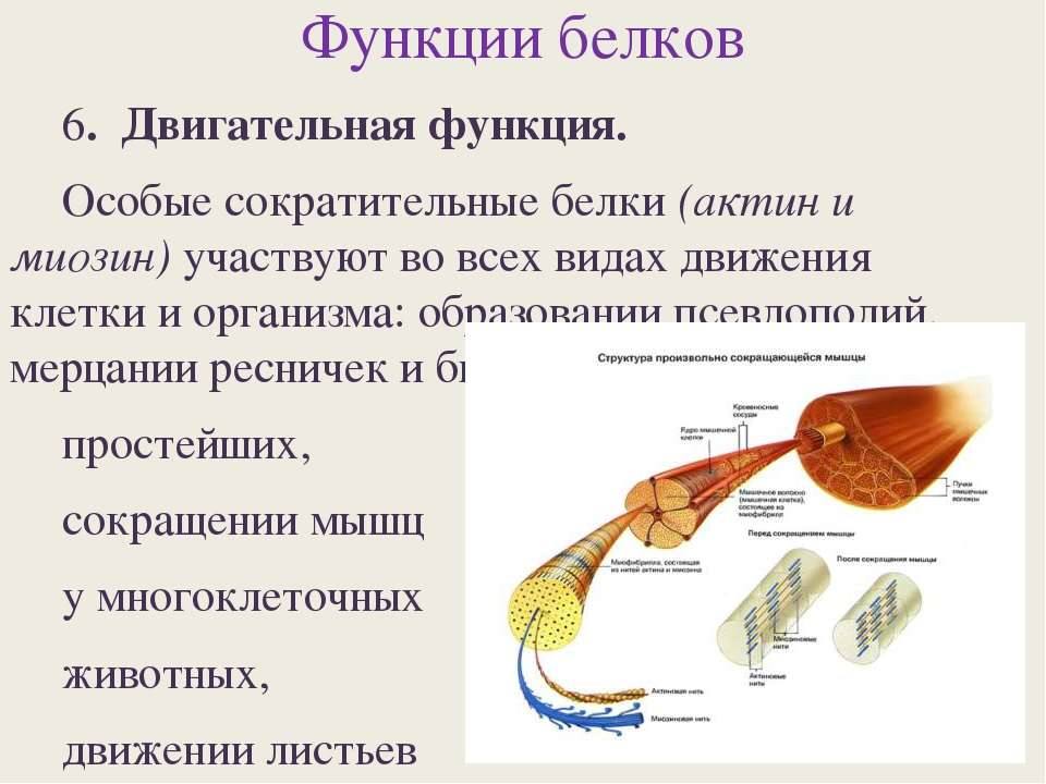 Сальник в организме человека