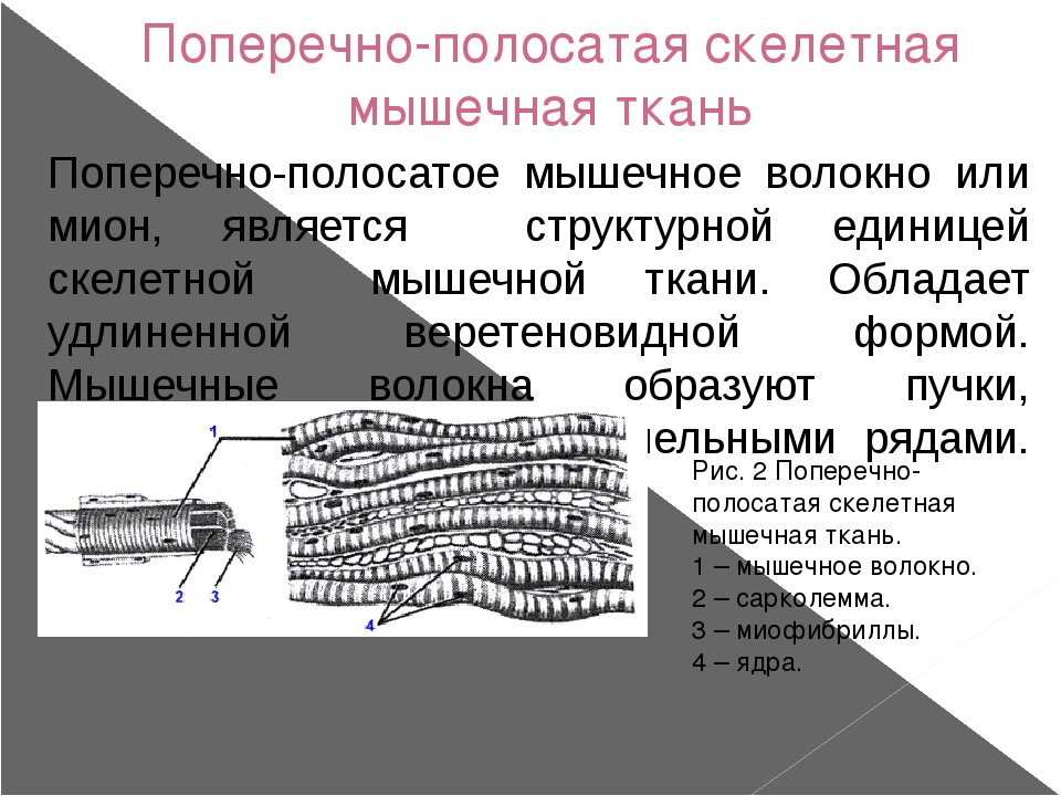 Какая особенность строения клеток скелетной поперечнополосатой