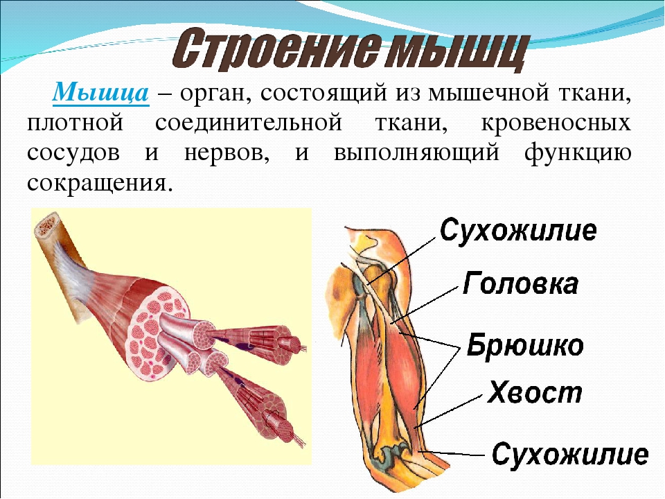Основные работы мышц. Строение мышцы. Строение мышц 8 класс биология. Схема строения мышцы как органа. Внешнее строение мышцы.