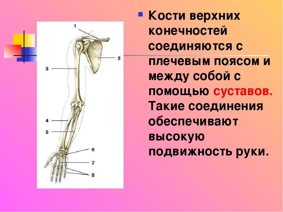 Соединение кости нижней конечности. Типы соединения костей верхних конечностей. Кости и соединения свободной верхней конечности. Соединение свободной верхней конечности. Свободная верхняя конечность Тип костей.