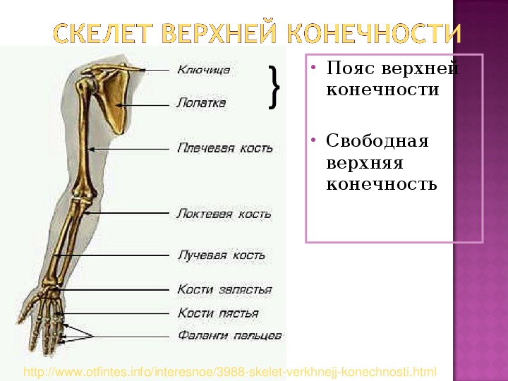 Анатомия кости верхней конечности. Кости пояса верхней конечности строение. Кости пояса верхних конечностей птицы.