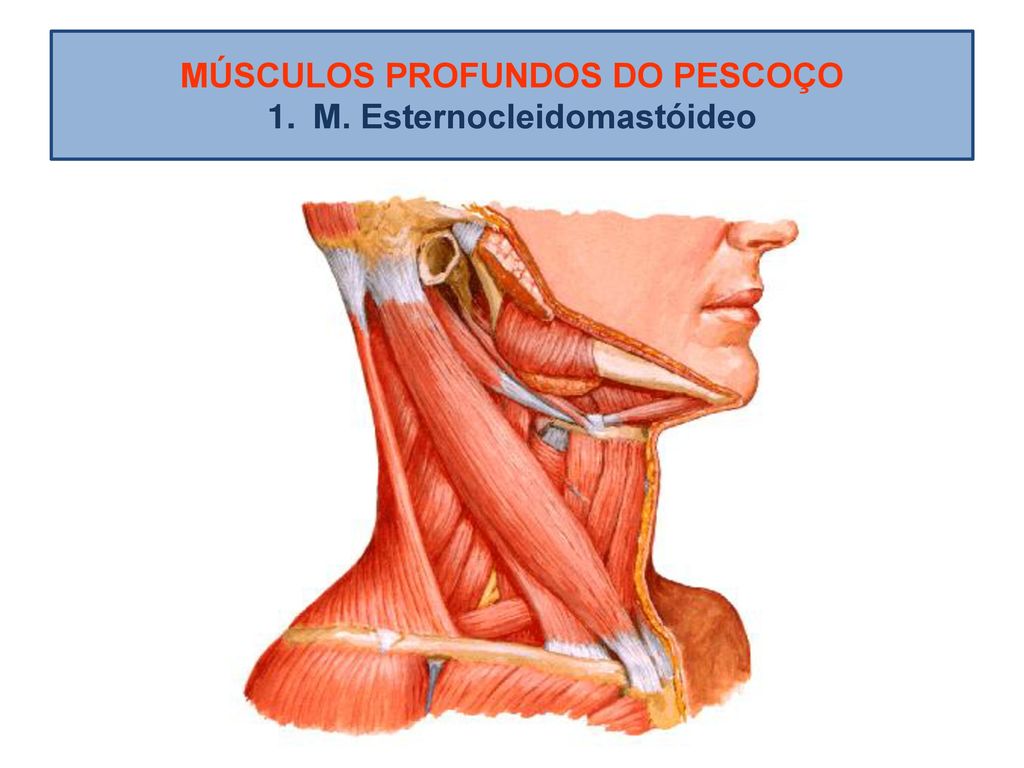 Neck muscles